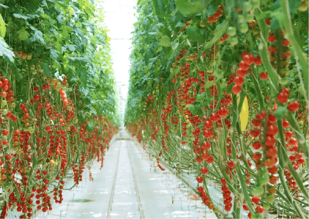 tomatoes